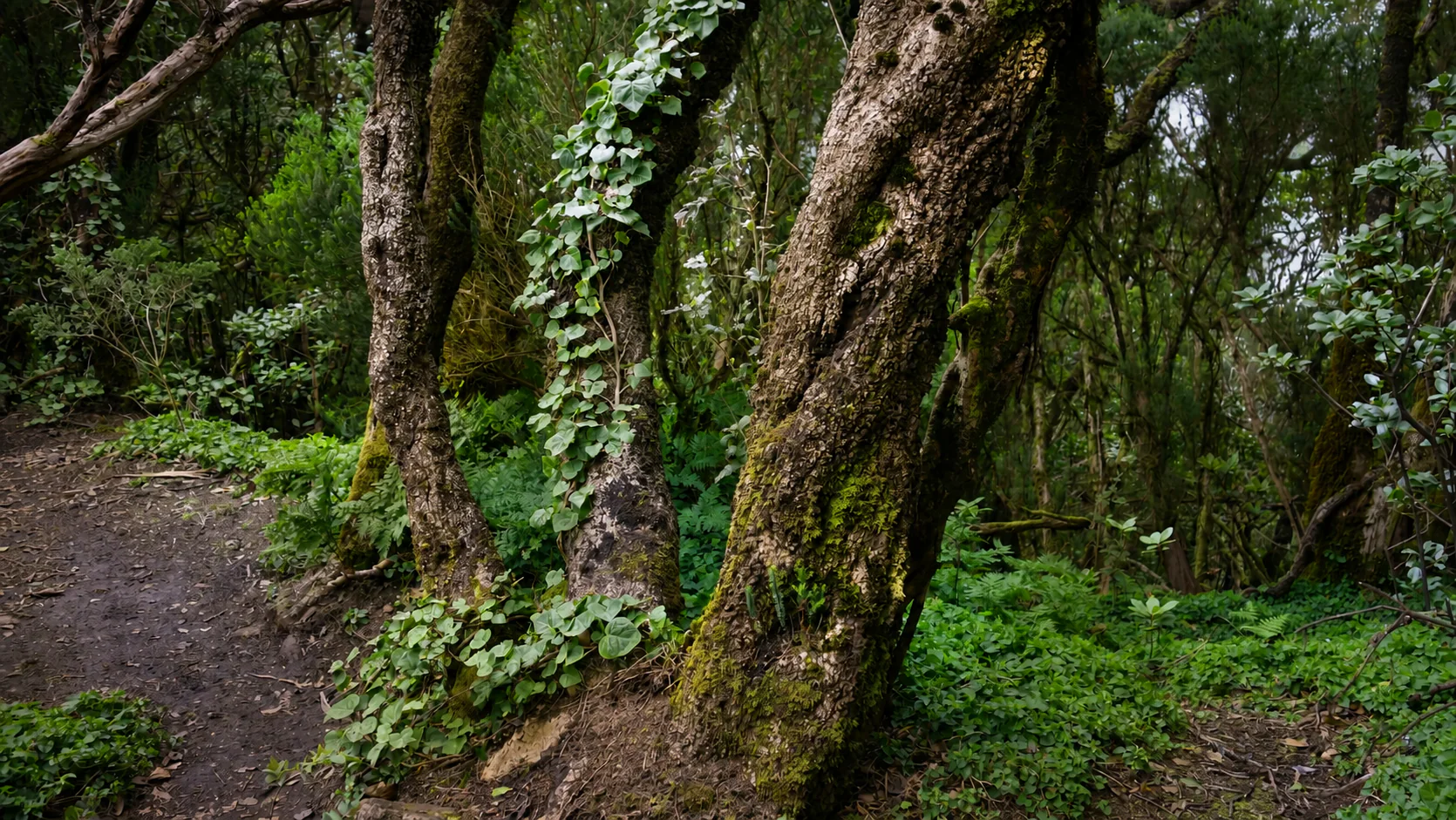 Ancient laurel trees beside a quiet forest path in El Pijaral, Anaga