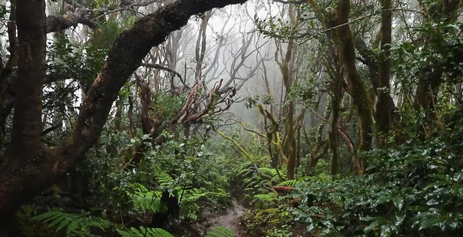 Green mountain ridges and laurel forest in Anaga