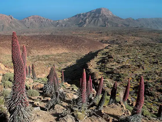 Tajinaste flowers among volcanic rocks